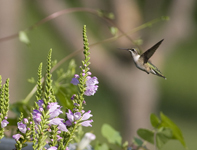 Ruby throated Hummingbird